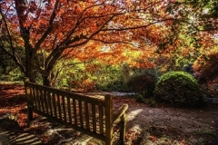 Mt Tomah Botanic Gardens 02